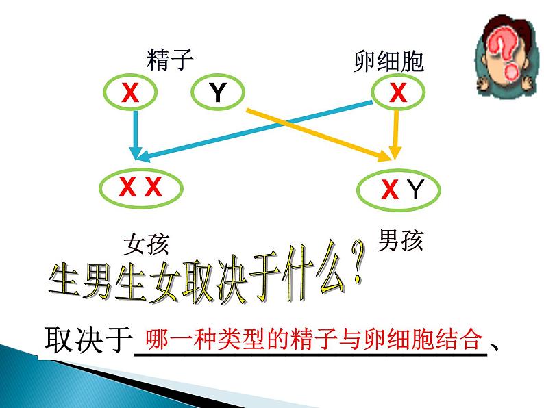 《第四节 人的性别遗传》课件08