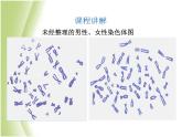 八年级生物下册第七单元生物圈中生命的延续和发展第二章生物的遗传与变异第四节人的性别遗传教学课件新人教版
