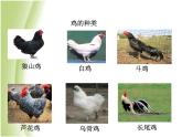 八年级生物下册第七单元生物圈中生命的延续和发展第三章生命起源和生物进化第三节生物进化的原因教学课件新人教版