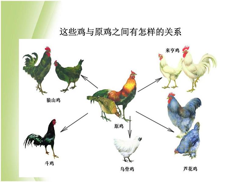 八年级生物下册第七单元生物圈中生命的延续和发展第三章生命起源和生物进化第三节生物进化的原因教学课件新人教版第6页