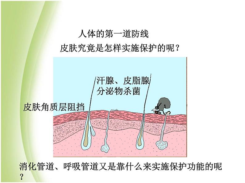 八年级生物下册第八单元健康生活第一章传染病和免疫第二节免疫与计划免疫教学课件新人教版第4页