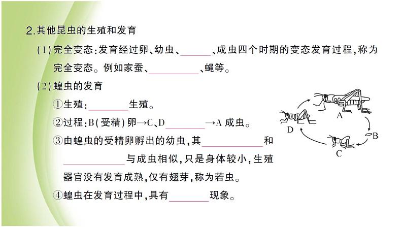 八年级生物下册第七单元生物圈中生命的延续和发展第一章生物的生殖和发育第二节昆虫的生殖和发育作业课件新人教版03