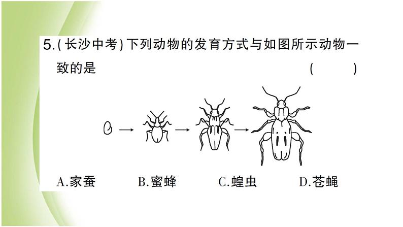 八年级生物下册第七单元生物圈中生命的延续和发展第一章生物的生殖和发育第二节昆虫的生殖和发育作业课件新人教版08