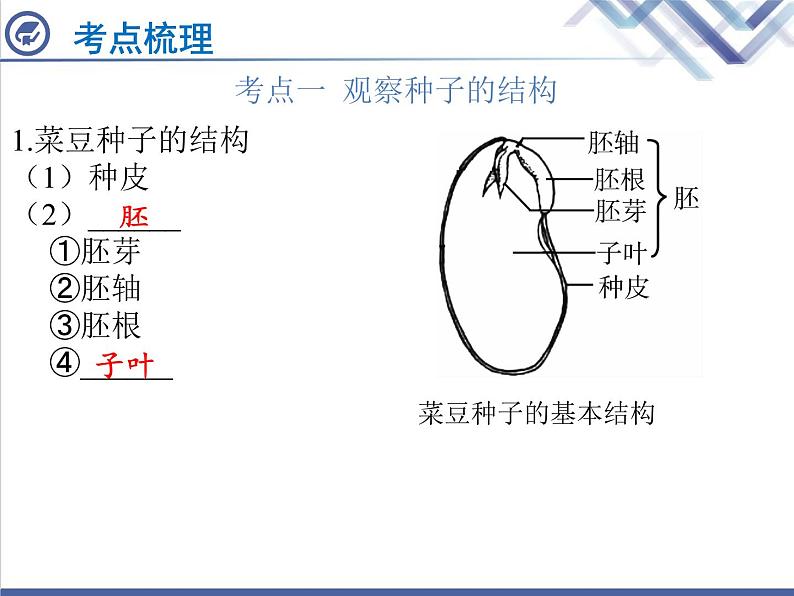 生物中考复习第4章被子植物的一生PPT课件第2页