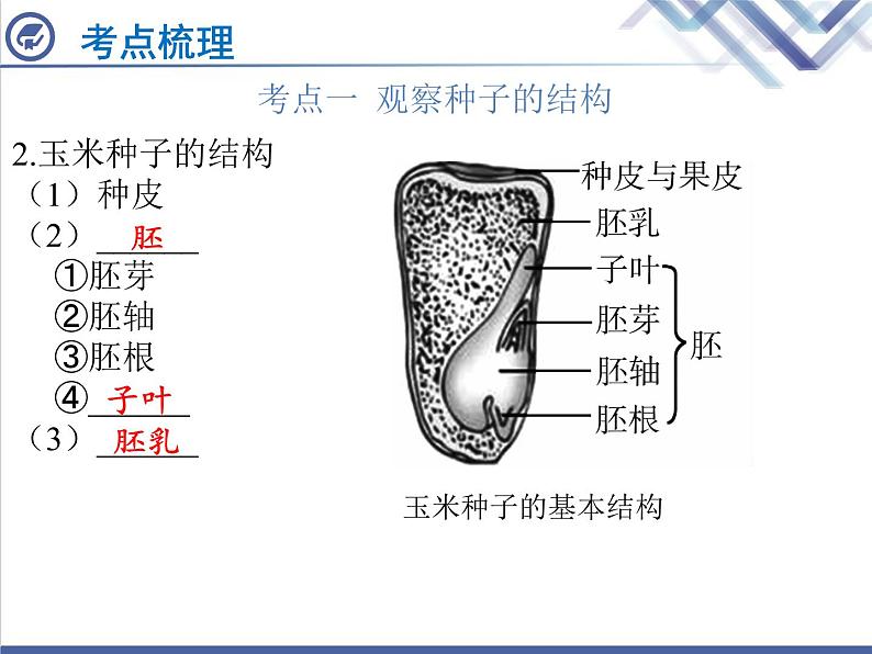 生物中考复习第4章被子植物的一生PPT课件第3页