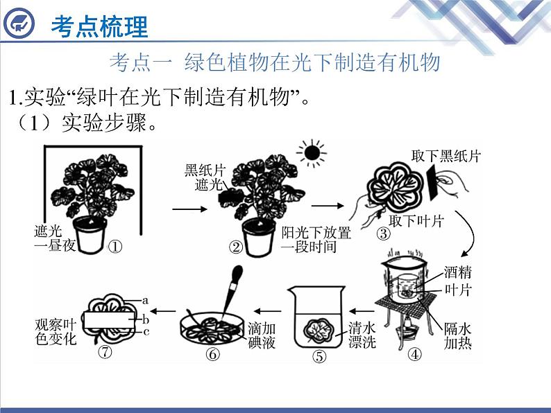 生物中考复习第6章绿色植物是生物圈中有机物的制造者PPT课件02