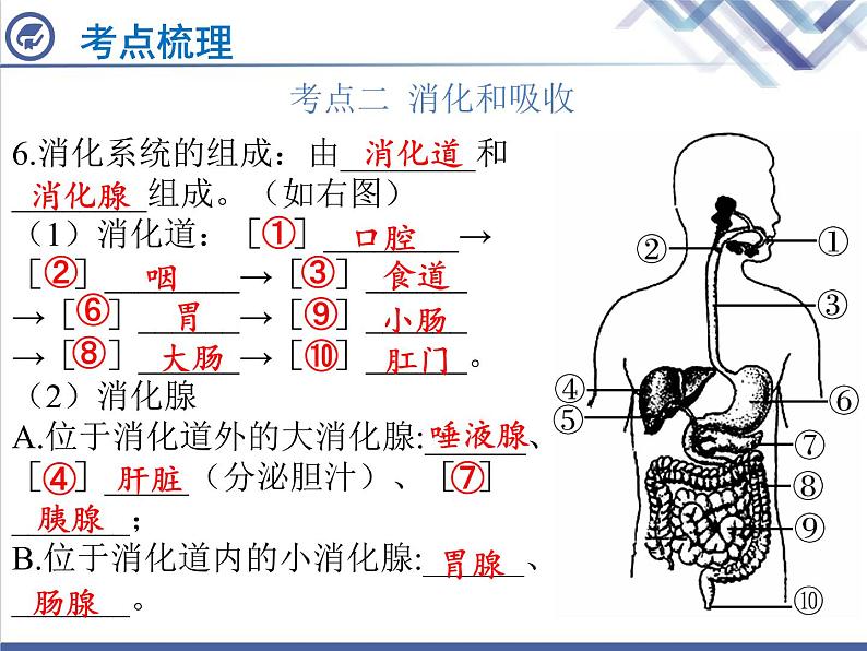 生物中考复习第8章人体的营养PPT课件06