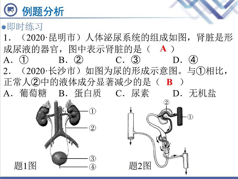 生物中考复习第11章人体内废物的排出PPT课件08