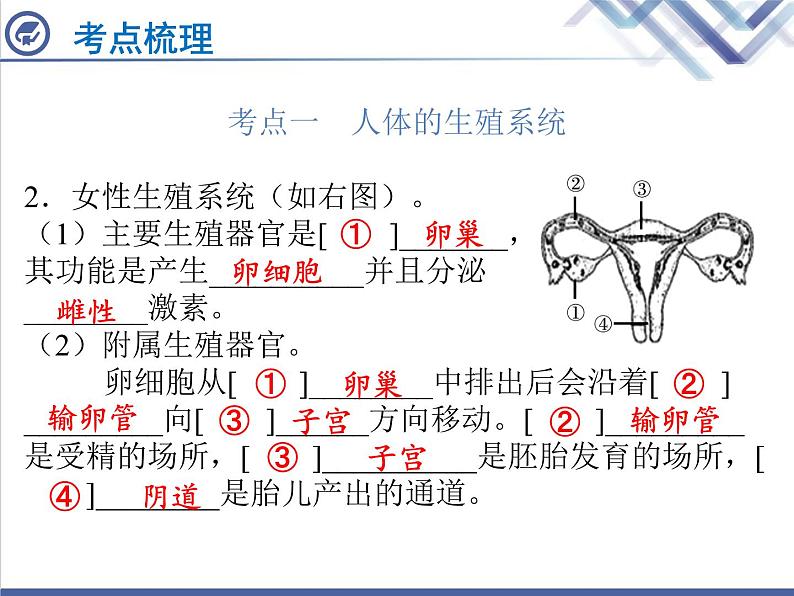 生物中考复习第14章人的生殖和发育PPT课件03