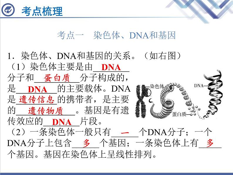 生物中考复习第16章生物的遗传与变异PPT课件02