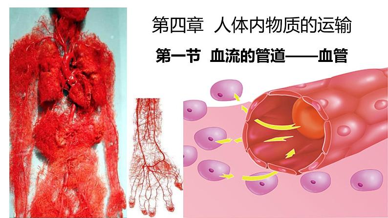 4-4-2血流的管道-血管2021--2022学年人教版生物七年级下册课件PPT第1页