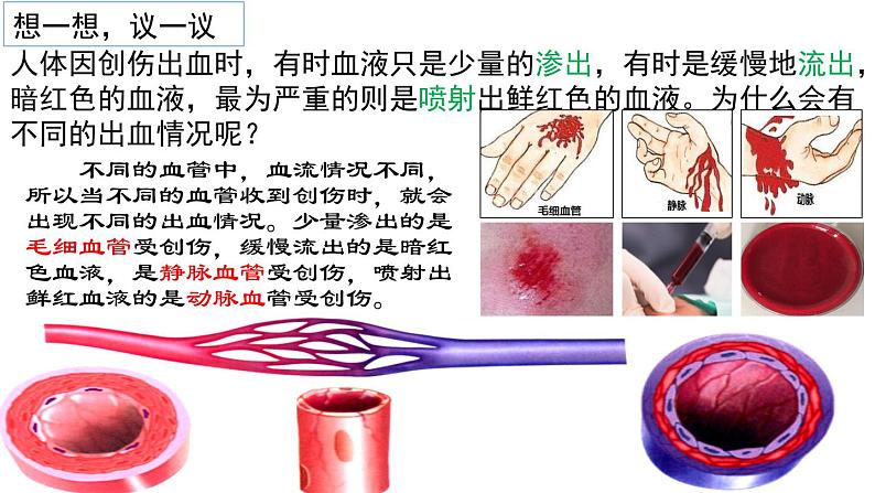 4-4-2血流的管道-血管2021--2022学年人教版生物七年级下册课件PPT第2页