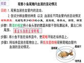 4-4-2血流的管道-血管2021--2022学年人教版生物七年级下册课件PPT