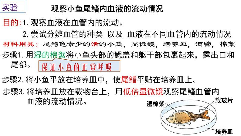 4-4-2血流的管道-血管2021--2022学年人教版生物七年级下册课件PPT第3页