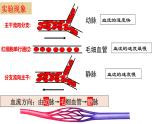 4-4-2血流的管道-血管2021--2022学年人教版生物七年级下册课件PPT