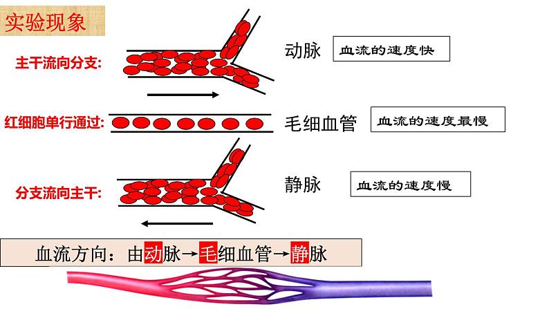 4-4-2血流的管道-血管2021--2022学年人教版生物七年级下册课件PPT第5页