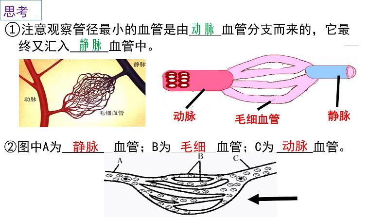 4-4-2血流的管道-血管2021--2022学年人教版生物七年级下册课件PPT第6页