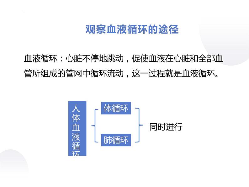 10-2人体的血液循环课件第2课时2021--2022学年苏教版生物七年级下册06