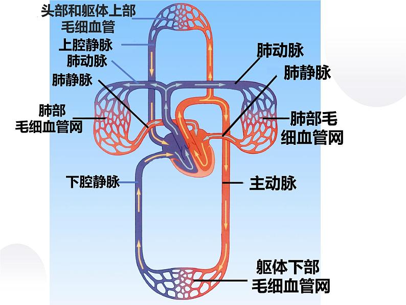 10-2人体的血液循环课件第2课时2021--2022学年苏教版生物七年级下册07