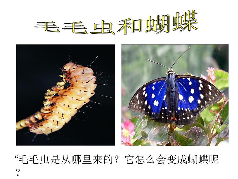 《第二节 昆虫的生殖和发育》课件第3页