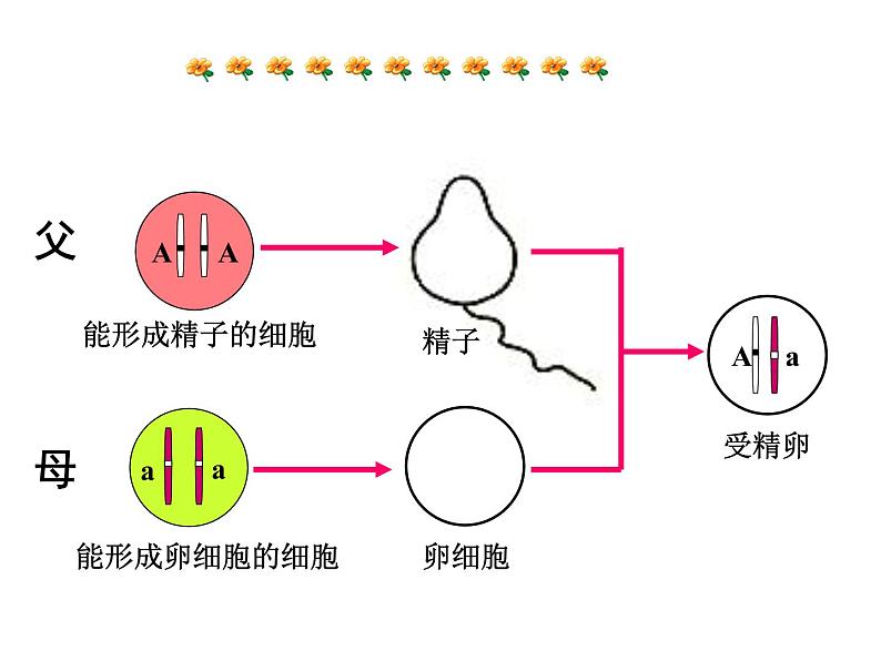 《基因的显性和隐性》课件03