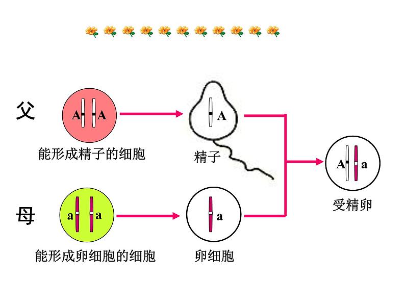 《基因的显性和隐性》课件04