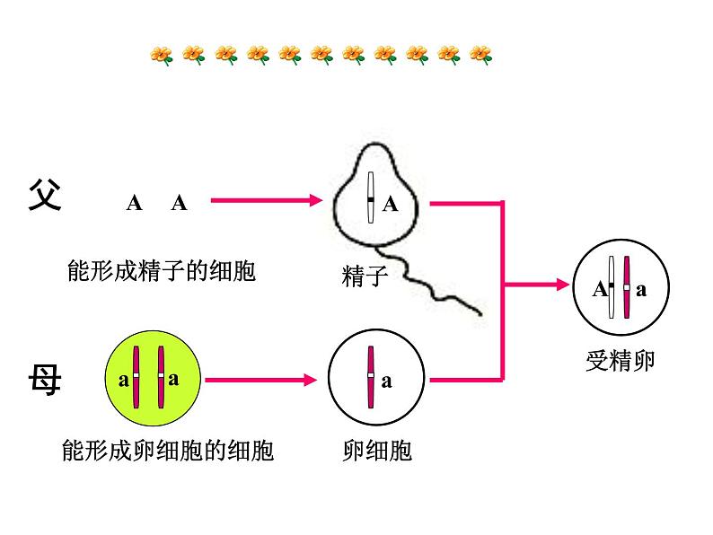 《基因的显性和隐性》课件05