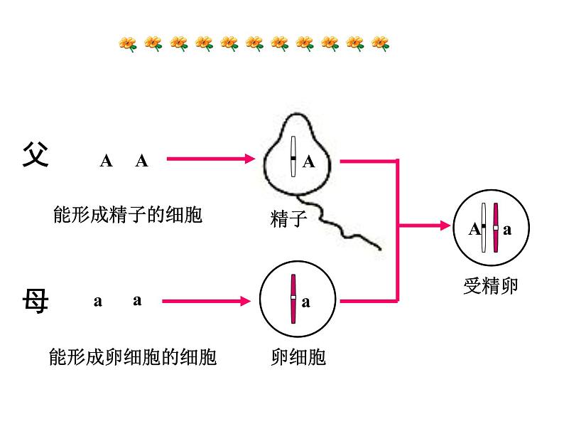 《基因的显性和隐性》课件06