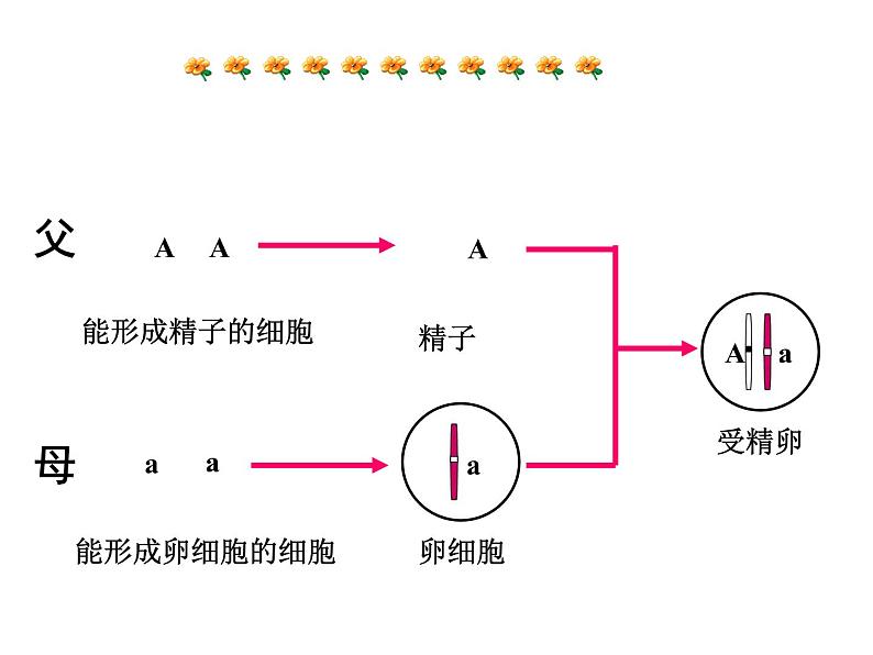 《基因的显性和隐性》课件07