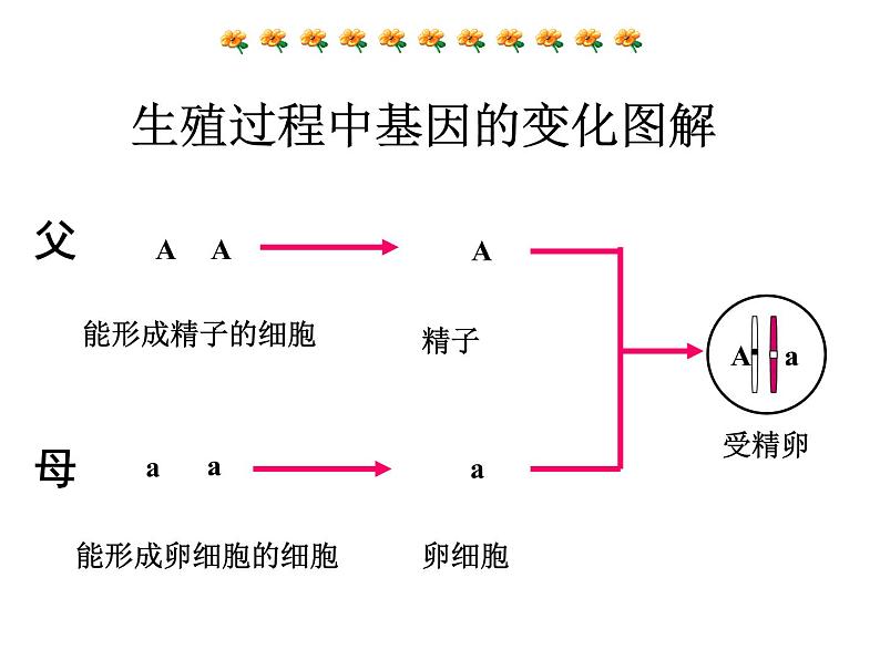 《基因的显性和隐性》课件08