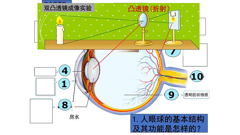 第四单元第六章人体生命活动的调节复习课件2021-2022学年人教版生物七年级下册第2页