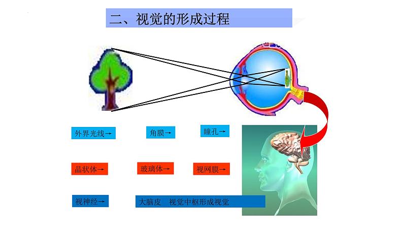 第四单元第六章人体生命活动的调节复习课件2021-2022学年人教版生物七年级下册第4页