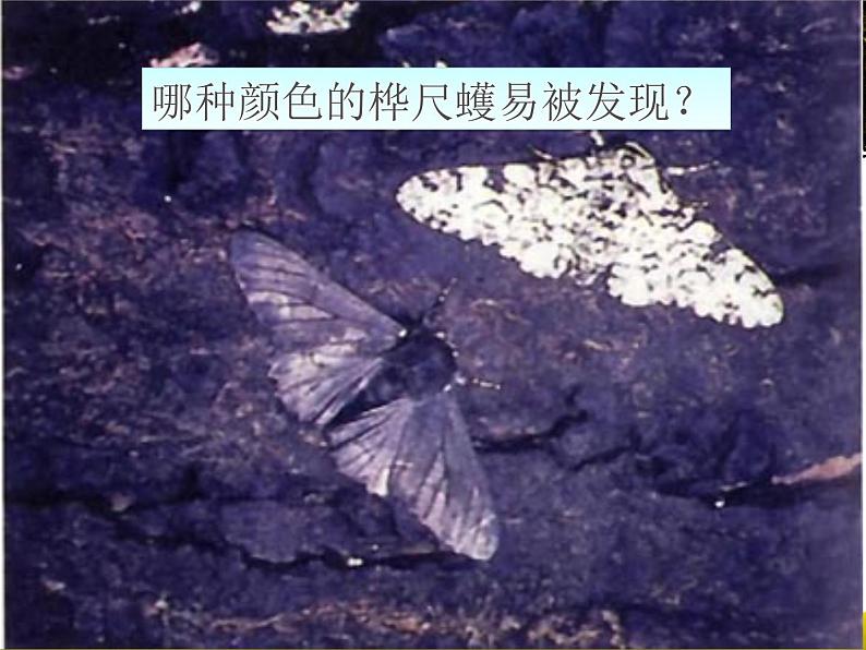 《生物进化的原因》课件第5页