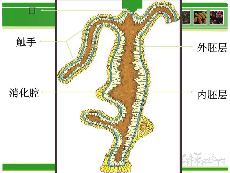 《腔肠动物和扁形动物》课件06