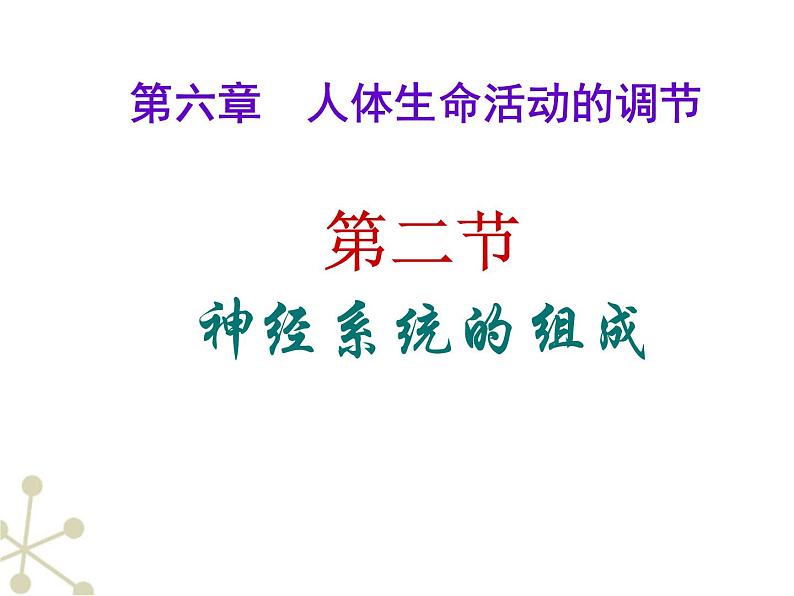 4.6.2神经系统的组成课件2021--2022学年人教版生物七年级下册02