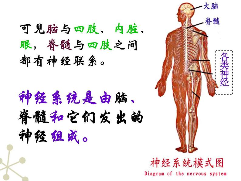 4.6.2神经系统的组成课件2021--2022学年人教版生物七年级下册07