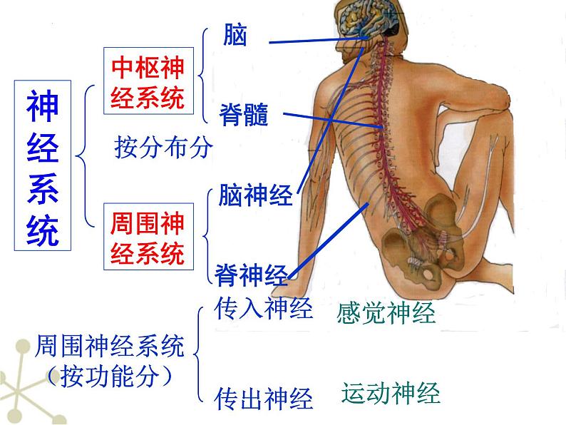 4.6.2神经系统的组成课件2021--2022学年人教版生物七年级下册08