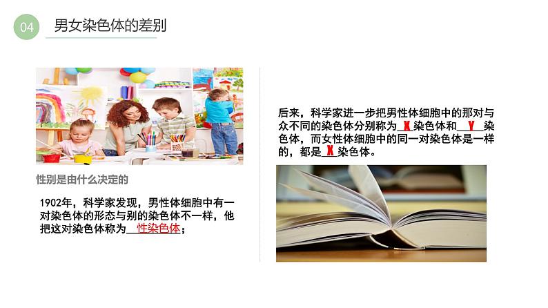 7.2.4人的性别遗传课件2021-2022学年人教版生物八年级下册第6页