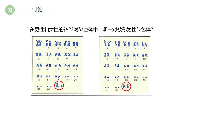 7.2.4人的性别遗传课件2021-2022学年人教版生物八年级下册第8页