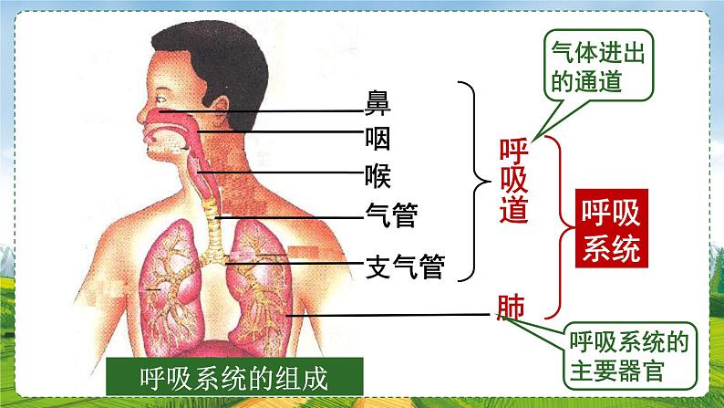 10.2.人体细胞获得氧气的过程课件2021-2022学年北师大版生物七年级下册第3页