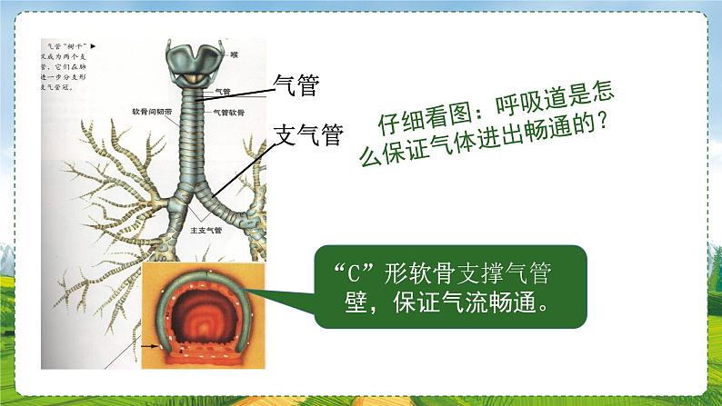 10.2.人体细胞获得氧气的过程课件2021-2022学年北师大版生物七年级下册第7页