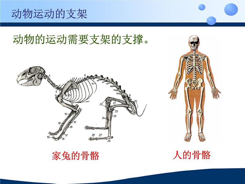 《动物的运动》课件第6页