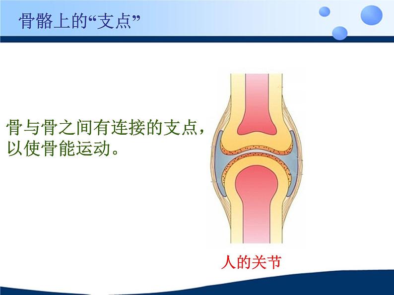 《动物的运动》课件第8页