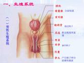 部编版《人的生殖》课件