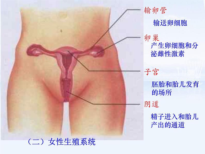 部编版《人的生殖》课件第5页