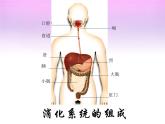 人教版七年级下册《消化和吸收》课件