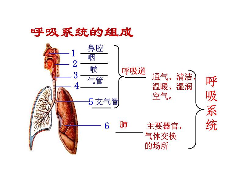 《发生在肺内的气体交换》课件第3页