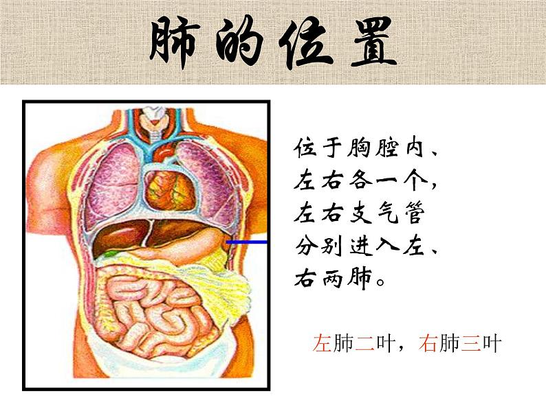 《发生在肺内的气体交换》课件第5页