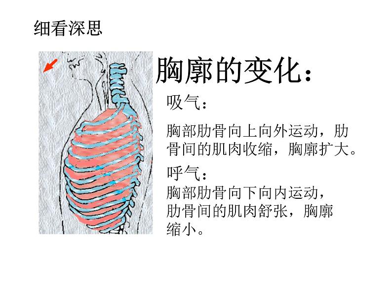 《发生在肺内的气体交换》课件第6页