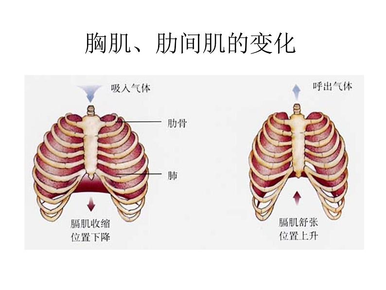 《发生在肺内的气体交换》课件第7页